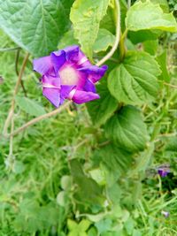 Close-up of purple flower blooming outdoors