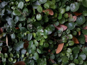 Full frame shot of vegetables