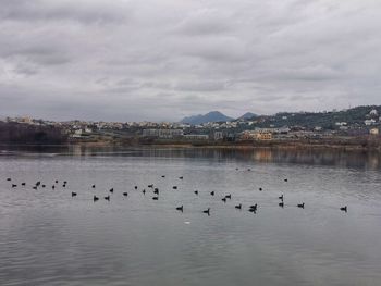 Flock of birds in lake against sky