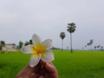 Cropped hand holding frangipani against clear sky