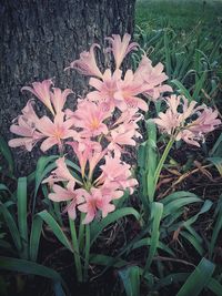 High angle view of pink flowering plant on field