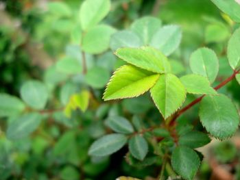 Close-up of green leaves