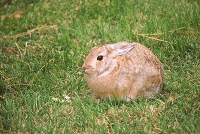 Close-up of squirrel on field