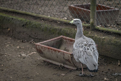 Close-up of bird