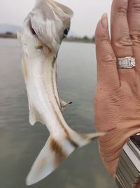 Cropped image of hand feeding seagulls