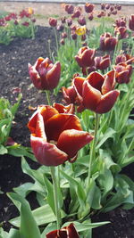 Close-up of flowers blooming outdoors