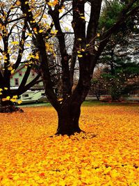 Autumn leaves on tree trunk