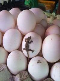 Close-up of lizard on eggs