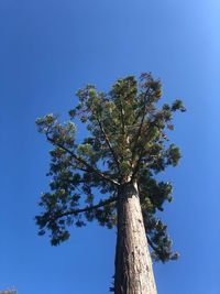 Low angle view of tree against clear blue sky