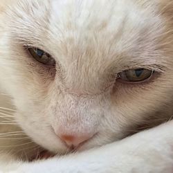 Close-up portrait of cat