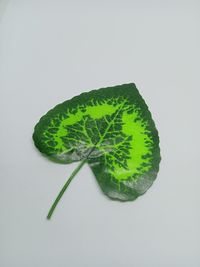 Close-up of green leaf against white background