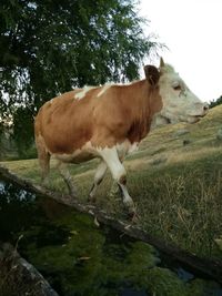 Cow standing on field against sky