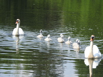 Swans swimming in lake