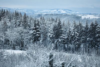 Snow covered trees in forest