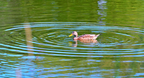 High angle view of ducks swimming in lake