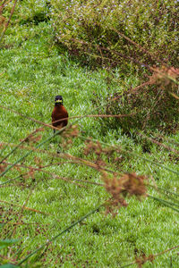 High angle view of bird on field