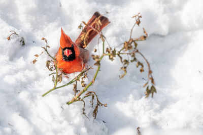 Close-up of snow covered plant on field