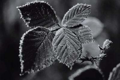 Close-up of frozen plant during winter