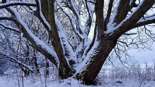 Bare tree in forest during winter