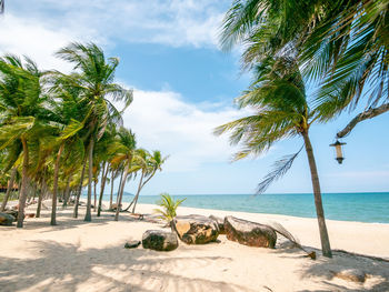 Palm trees on beach against sky