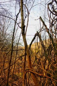 Low angle view of bare trees in forest against sky
