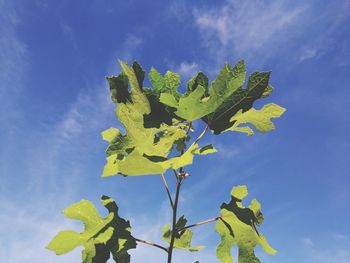 Low angle view of yellow leaves against sky