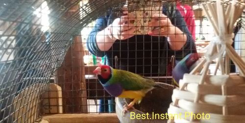 View of parrot in cage