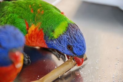 Close-up of rainbow lorikeet holding stick on table