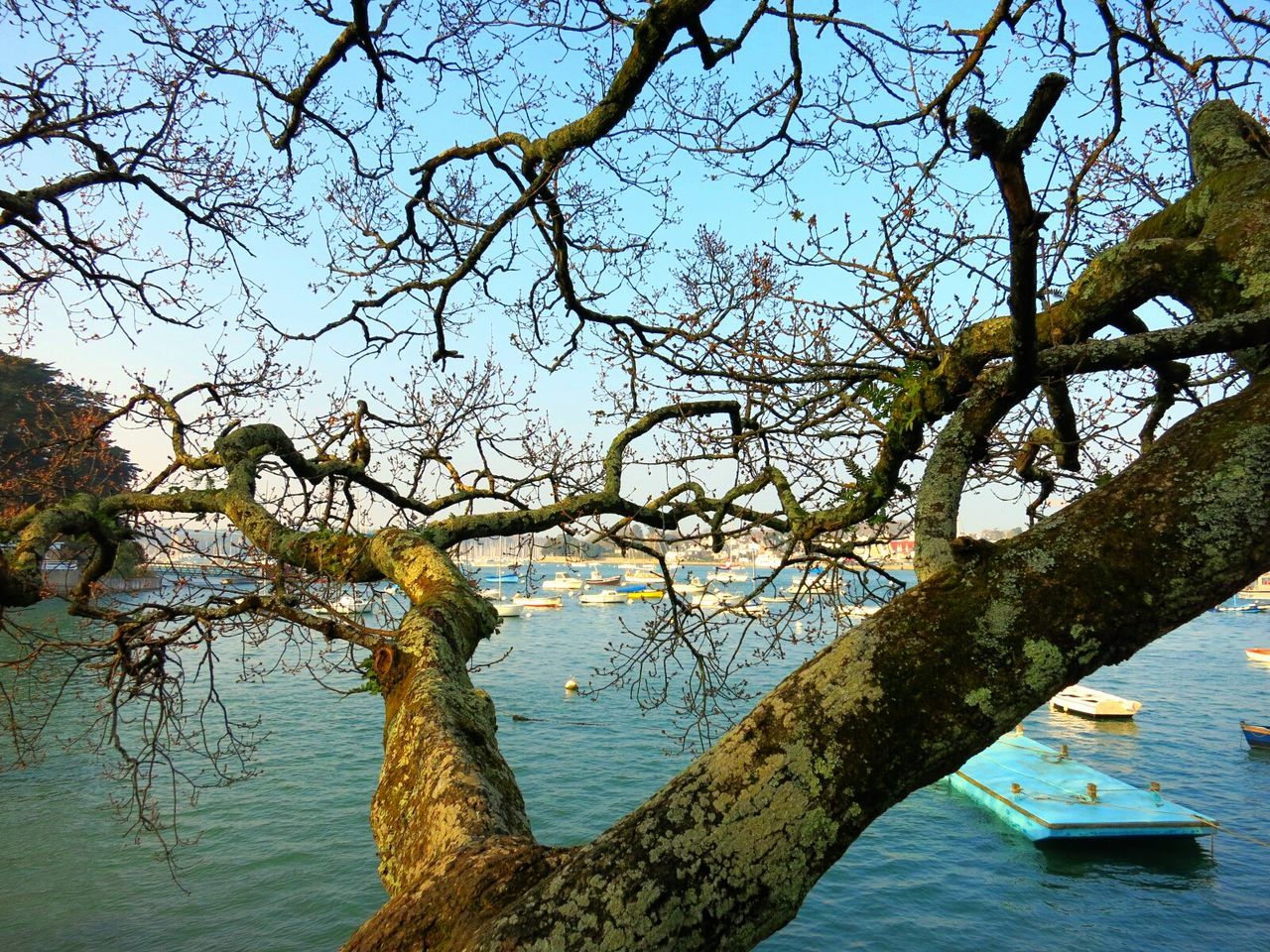 water, tree, branch, waterfront, tranquility, bare tree, nature, lake, tranquil scene, tree trunk, beauty in nature, reflection, scenics, sky, nautical vessel, river, growth, day, rippled, boat