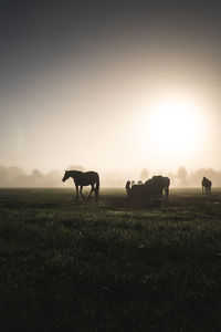 Silhouette horses standing on grassy field against sky during sunset