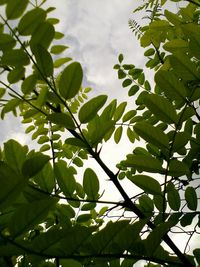 Low angle view of tree against sky