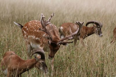 Deer in a field