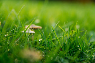 Close-up of mushrooms growing outdoors