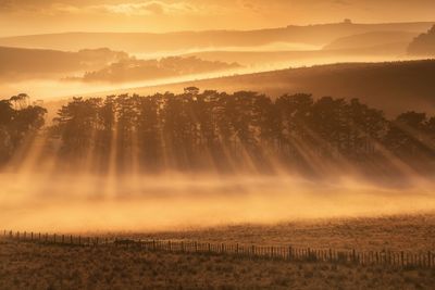 Scenic view of trees on field against sky during sunset