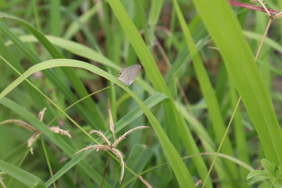 Close-up of butterfly on grass