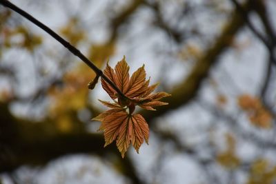 Close-up of autumnal leaves against blurred background