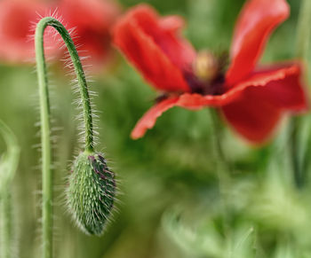 Close-up of red flowering plant