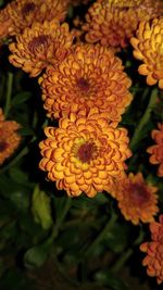 Close-up of yellow flower