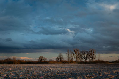 Bare trees on field against sky during sunset