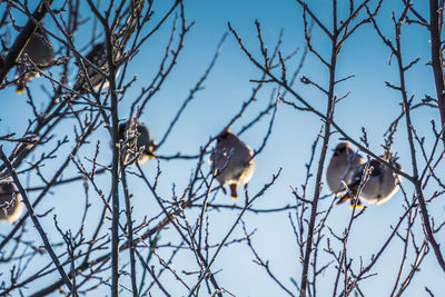 Low angle view of birds perching on branch