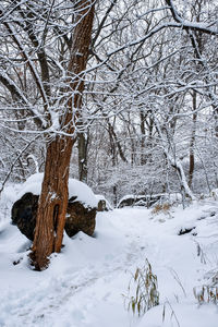 Bare tree on snow covered field