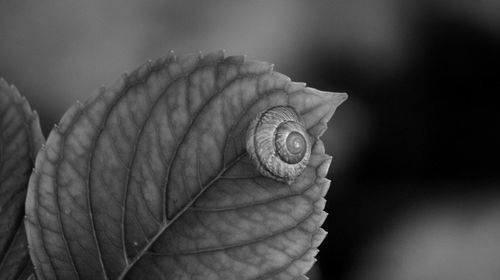 Close-up of spiral flower