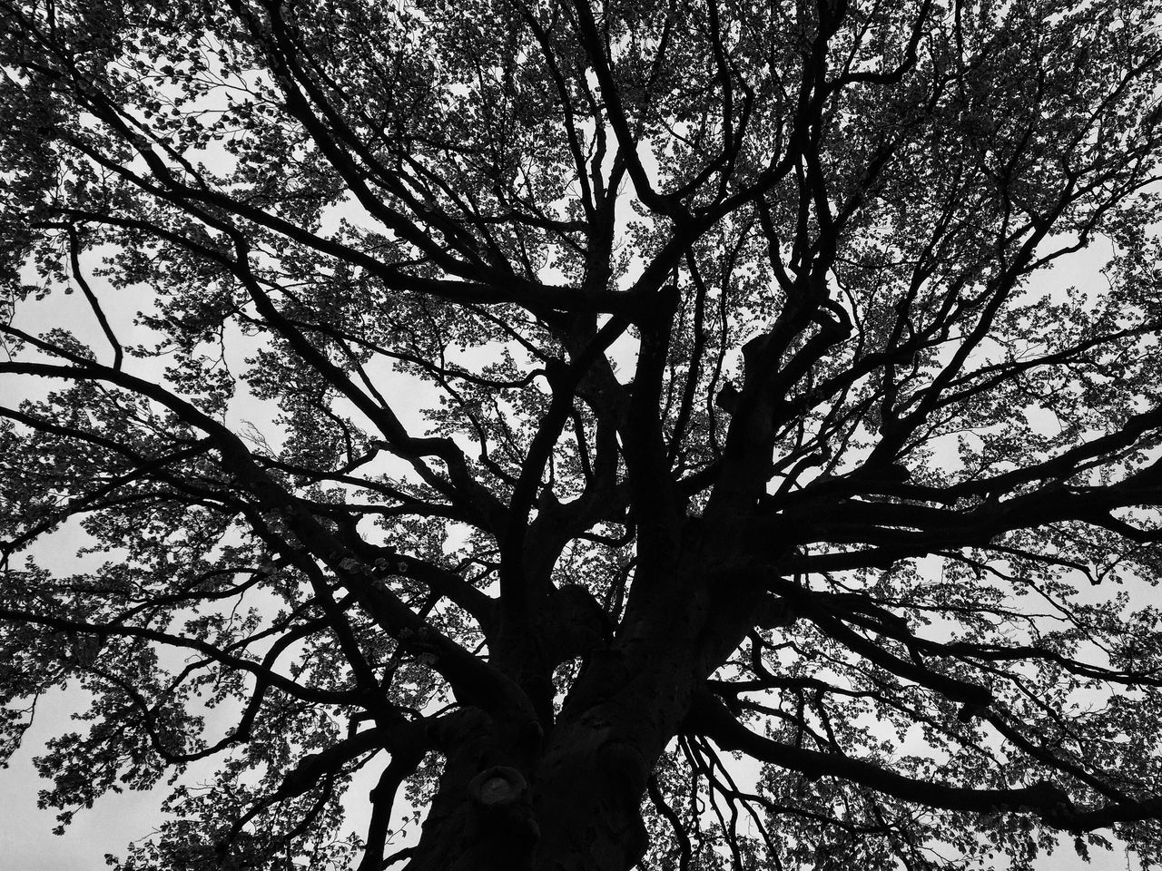 tree, branch, low angle view, nature, growth, tree trunk, outdoors, day, beauty in nature, no people, tranquility, sky