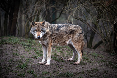 Wolf standing in a forest