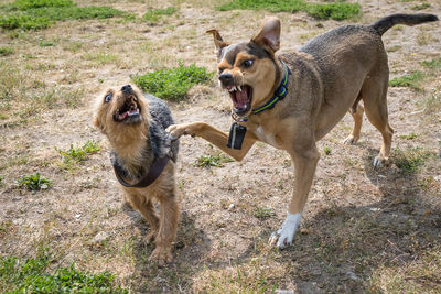 High angle view of dogs snarling on field