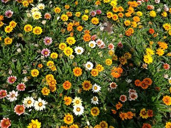 High angle view of yellow flowers blooming on field