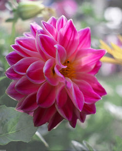Close-up of pink flower blooming outdoors