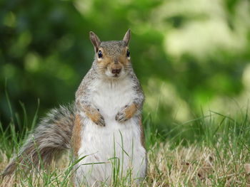 Portrait of squirrel