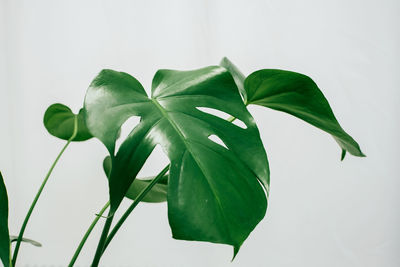 Close-up of plant against white background