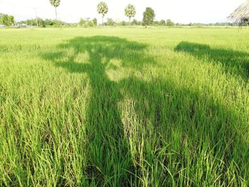 Scenic view of grassy field